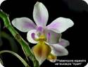 Phal. equestris Apari